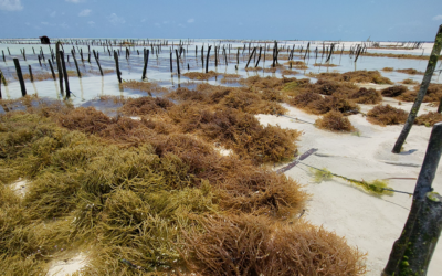 Discover the Authentic East African Source of Seamoss