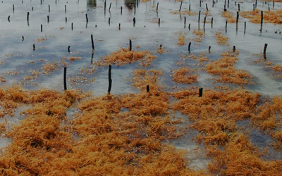 What is Sea Moss: Why It’s benefits are Taking Over Wellness
