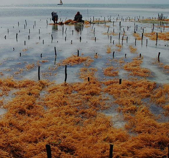 waters of zanzibar